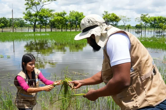 El Bono Agrícola de la Prefectura del Guayas volvió: Se inician las inspecciones en territorio con la ESPOL para constatar pérdida total por la etapa invernal